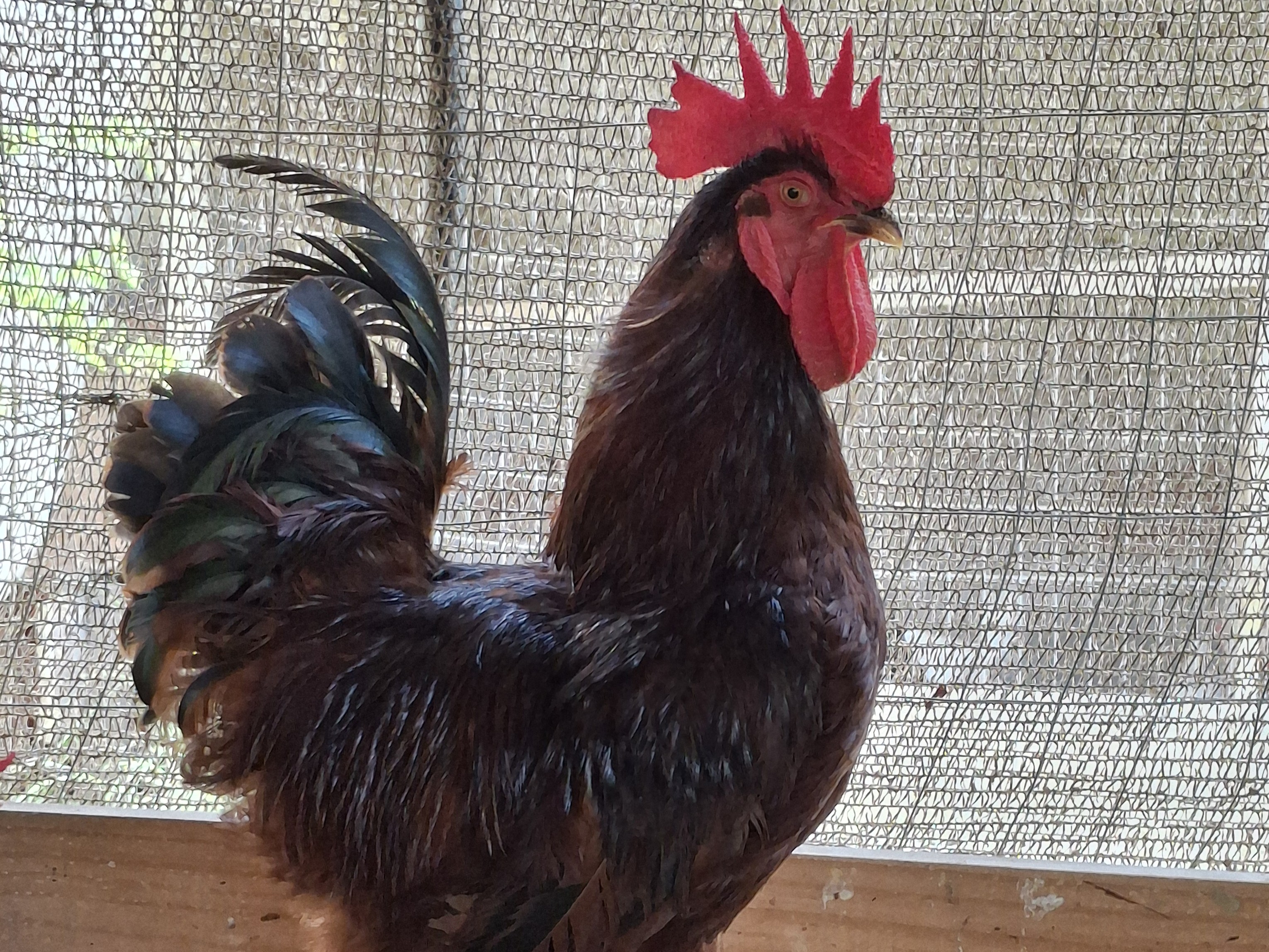 Rhode Island Red - raça disponível no Criatório Nossa Senhora de Nazareth